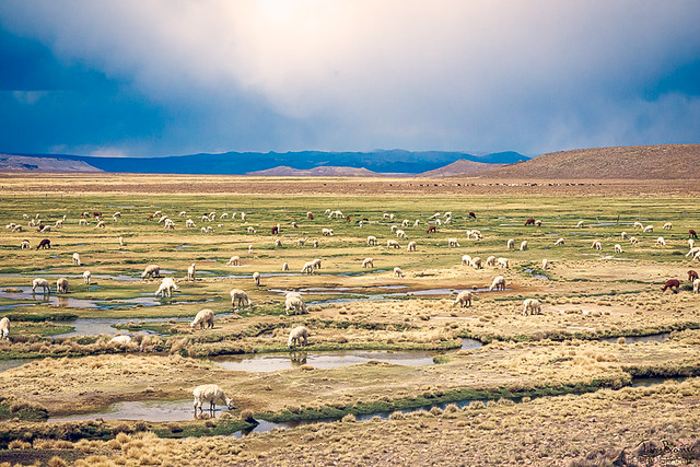 Field of llamas
