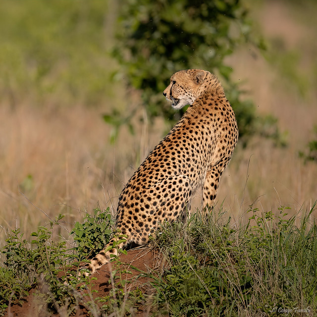 Cheetah hunting - Guépard en chasse