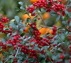 Berries With Kumquat Bokeh Background