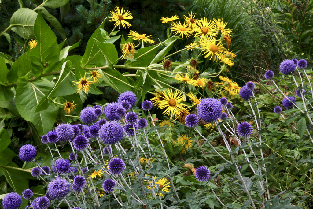 Inula magnifica | Flickr