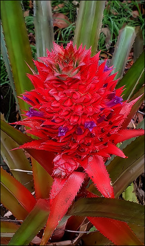 redpineapple ananasbracteatus bromilead ourgarden yabbasprings imbil maryvalley qld australia barbarajh