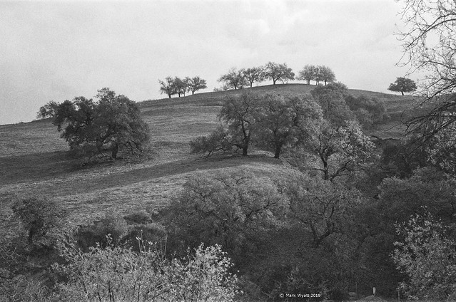 Hill with Trees