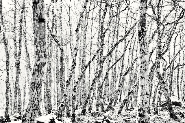 Abstracción de bosque en blanco y negro