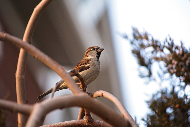 December Sparrow