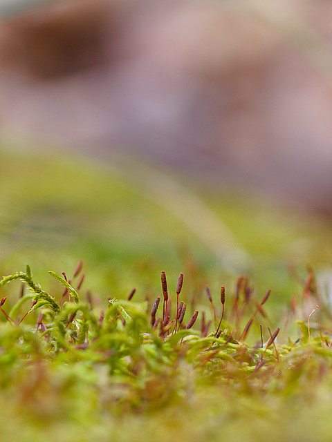 Moss with  Sporophytes