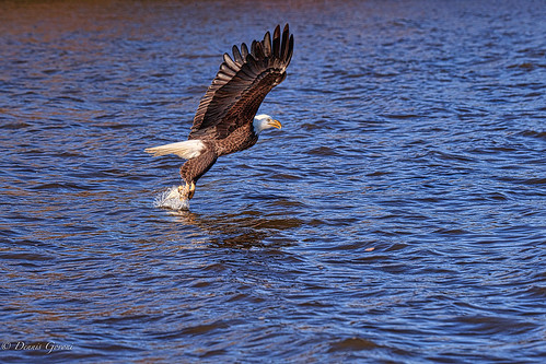 virginia action autumn bird eagle fall fish flight jamesriver raptor sunrise water wildlife henrico unitedstatesofamerica