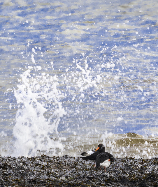 Oystercatchers at the turning tide