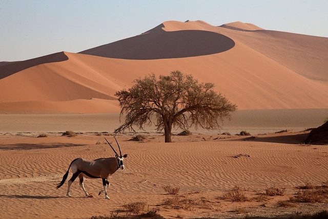The Oryx & The Parabolic Dune