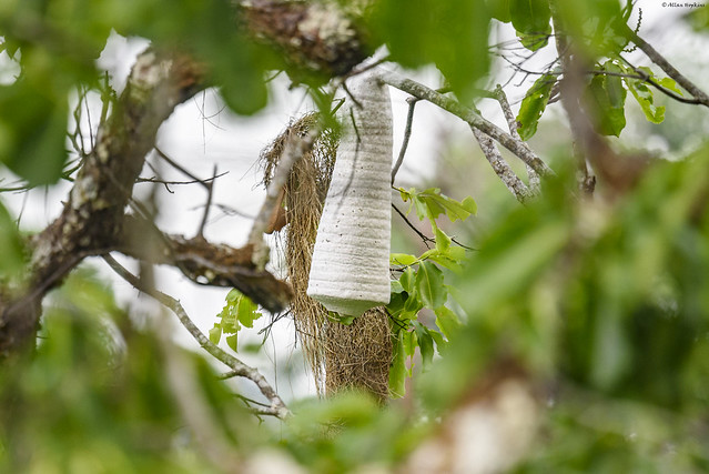Bell Wasp nest (Chartergus sp.)