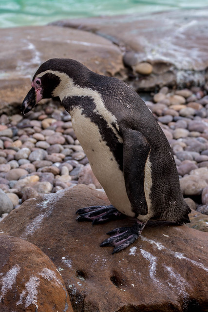 Humboldt Penguin (Speniscus humboldti), London Zoo