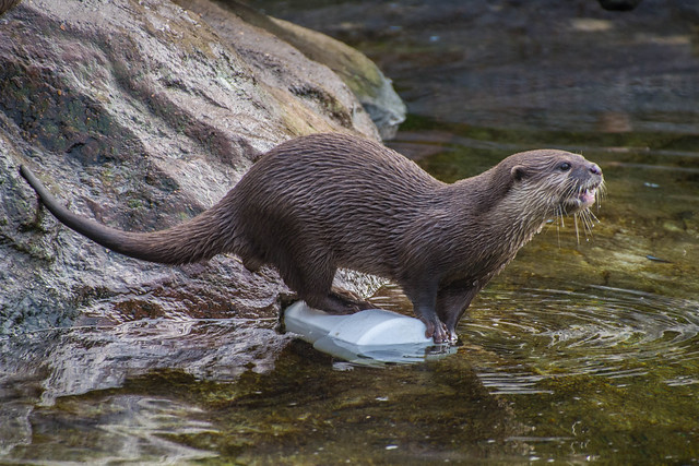Asian small-clawed otter (Aonyx cinereus), London Zoo