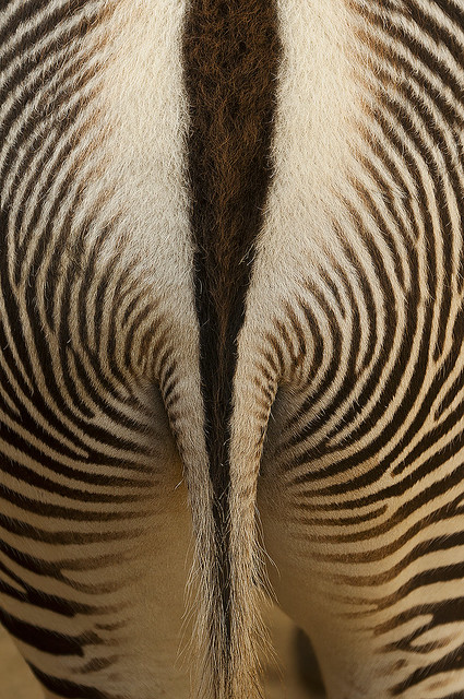 Equus grevyi - Grévy's Zebra