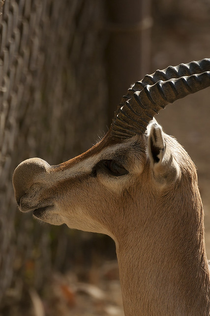 Gazella spekei - Speke's gazelle