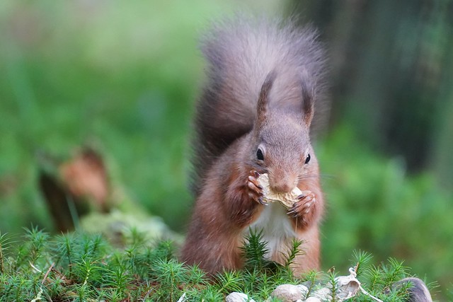 Red Squirrel, Widdale