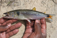 Characidae: Acestrorhynchus falcatus (Red-tailed Freshwater Barracuda, Redtail Cachorro)