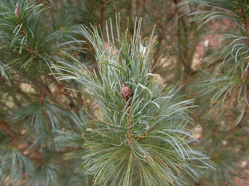 Pinus pumila 'Glauca' (The Netherlands) 2019 photo | by F. D. Richards