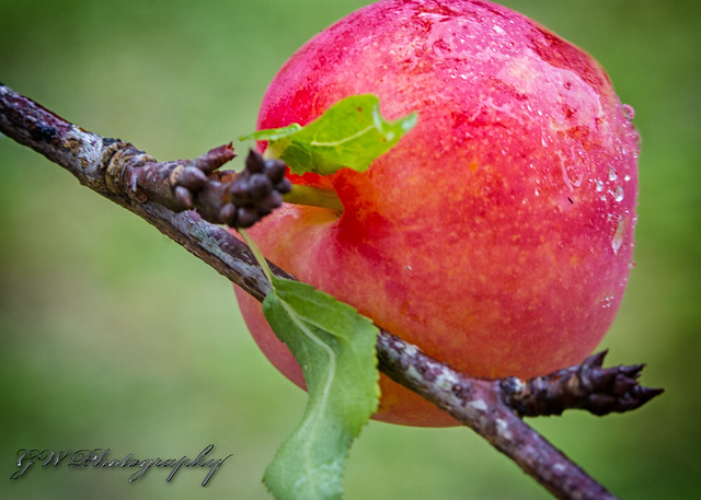 Cherry After A Rainstorm