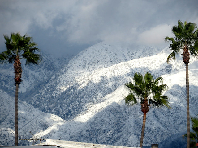 Snow And Palm Trees