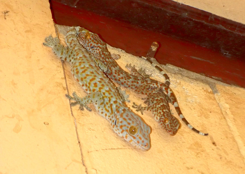 Gekko gecko (Linnaeus, 1758) Gekkonidae-Tokay, Gecko, Calling gecko-ตุ๊กแก