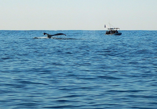 The tail of a grey whale on our whale watching boat in Puerto Escondido, Mexico