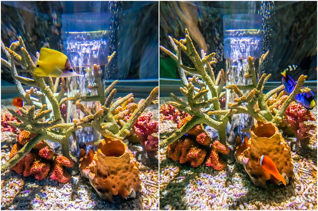 osaka-aquarium-nemo-alexisjetsets