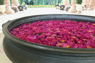 Bangalore - Leela Palace exterior flowers