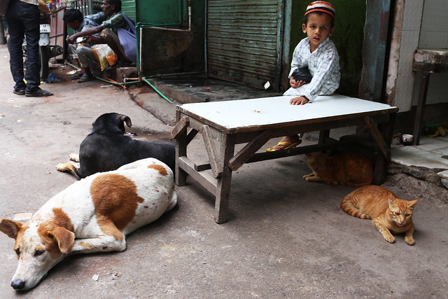 City Hangout - Cats & Dogs, Bulbuli Khana