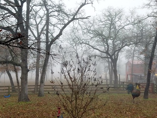 ballard fog foggy chicken leaves fence trees oaktree oak morning misty mist texas 50views