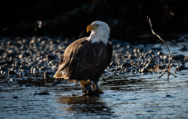 Bald Eagle at the North Fork Nooksack River