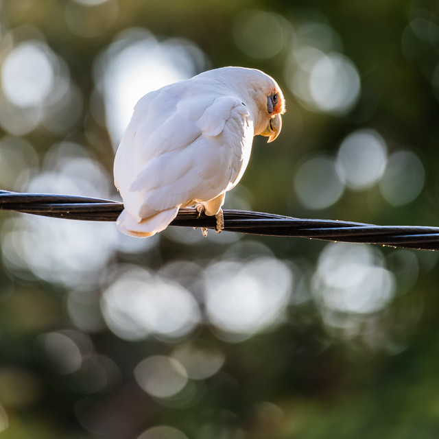 Long-billed Corella from behind and bokeh