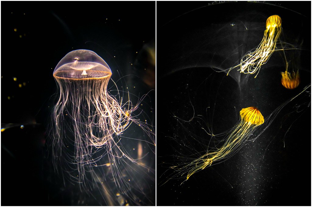 osaka-aquarium-jellyfish-alexisjetsets