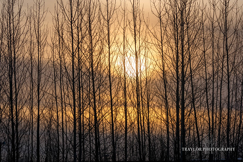alaska trees cottonwood whisperfaithkovachpark silhouette sunset dogpark winter anchorage clouds unitedstatesofamerica