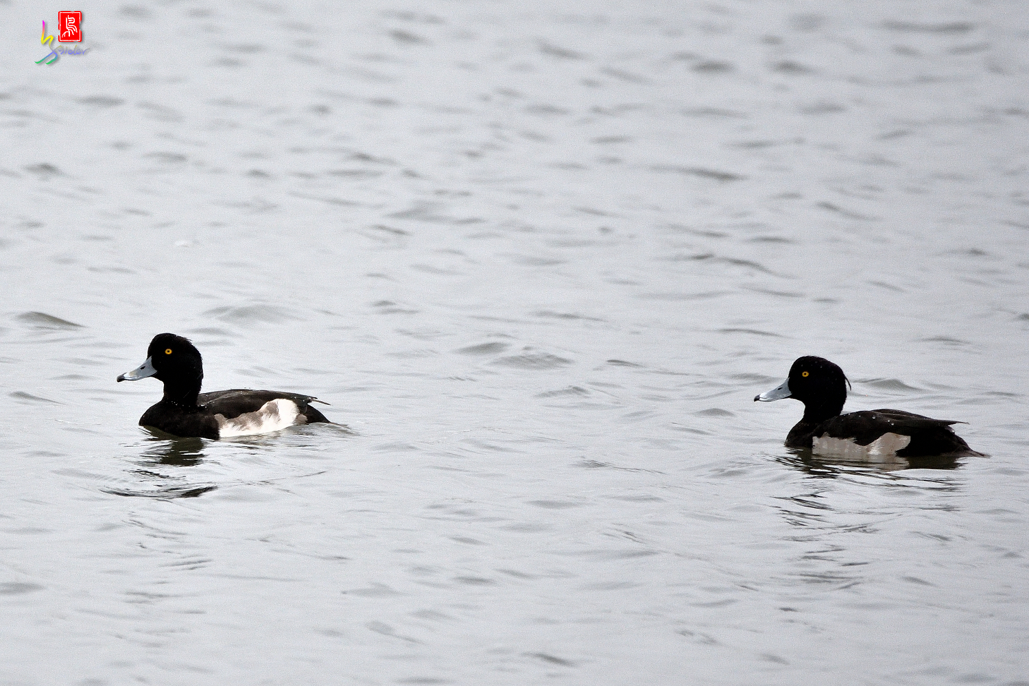 Tufted_Duck_9480