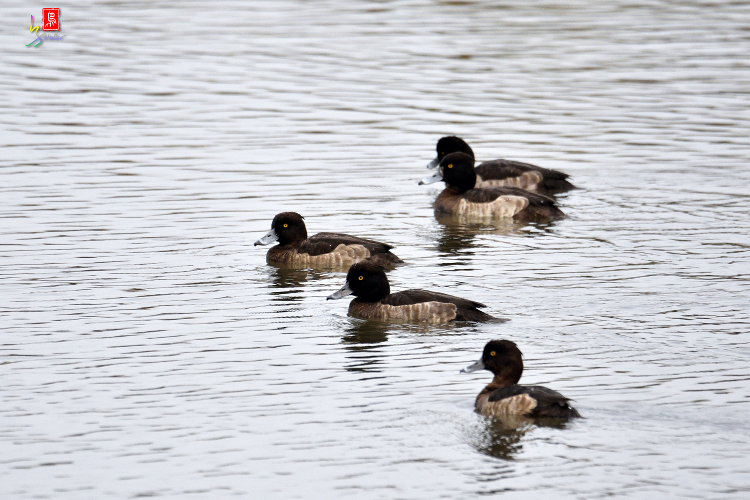 Tufted_Duck_9540