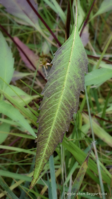 Purple-stem Beggarticks - Bidens connata  -   Asteraceae: Aster or Daisy family