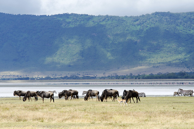 Ngorongoro Crater (Tanzania)