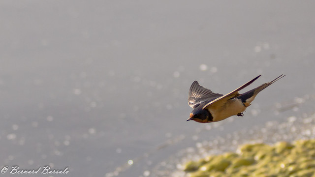 Hirondelle rustiqueHirundo rustica - Barn Swallow