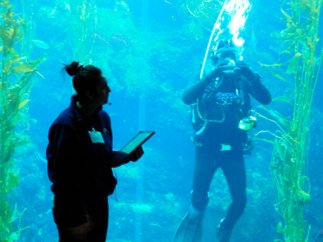 The Kelp Forest Guide and Diver
