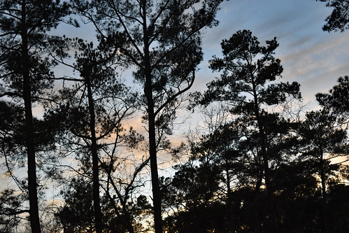 lumberton nc northcarolina robesoncounty outdoor outdoors outside nature natural scenic december winter monday evening mondayevening goodevening dusk sunset nikon d3500 dslr tree trees branch branches treebranches treebranch treelimb treelimbs silhouette cloud clouds