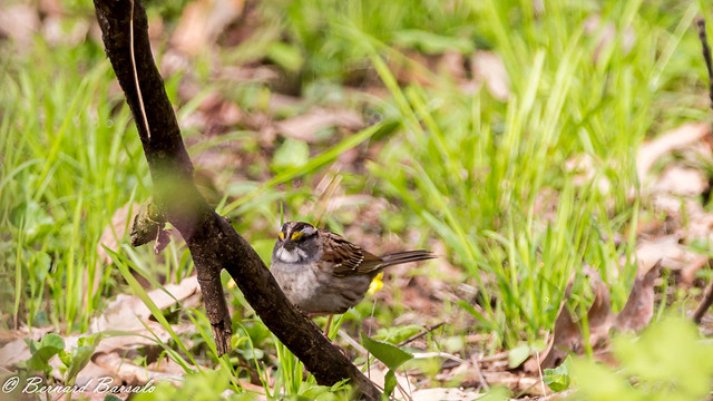 Bruant à gorge blancheZonotrichia albicollis - White-throated Sparrow