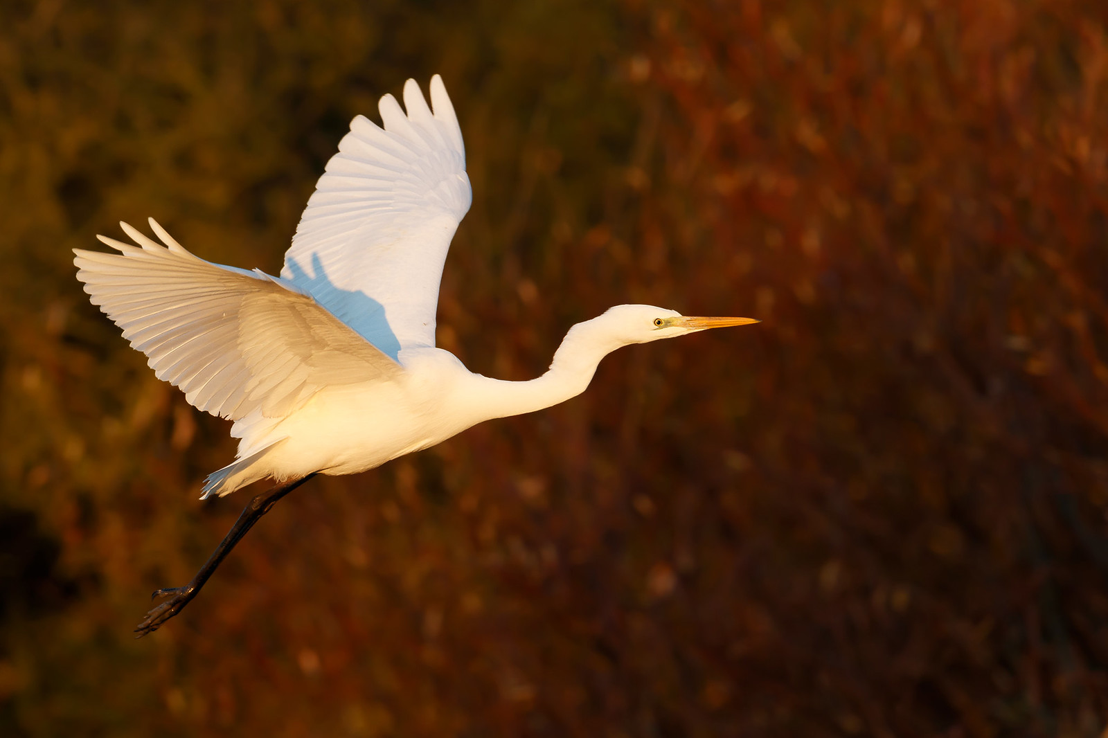 Ardea alba | Great Egret | ägretthäger