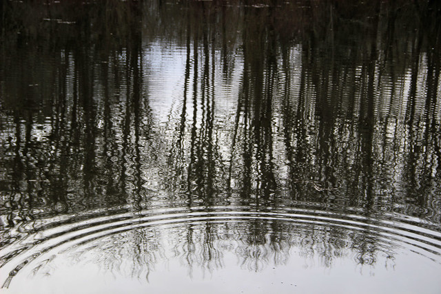 Winter reflections, Rood Bridge Park, Hillsboro OR