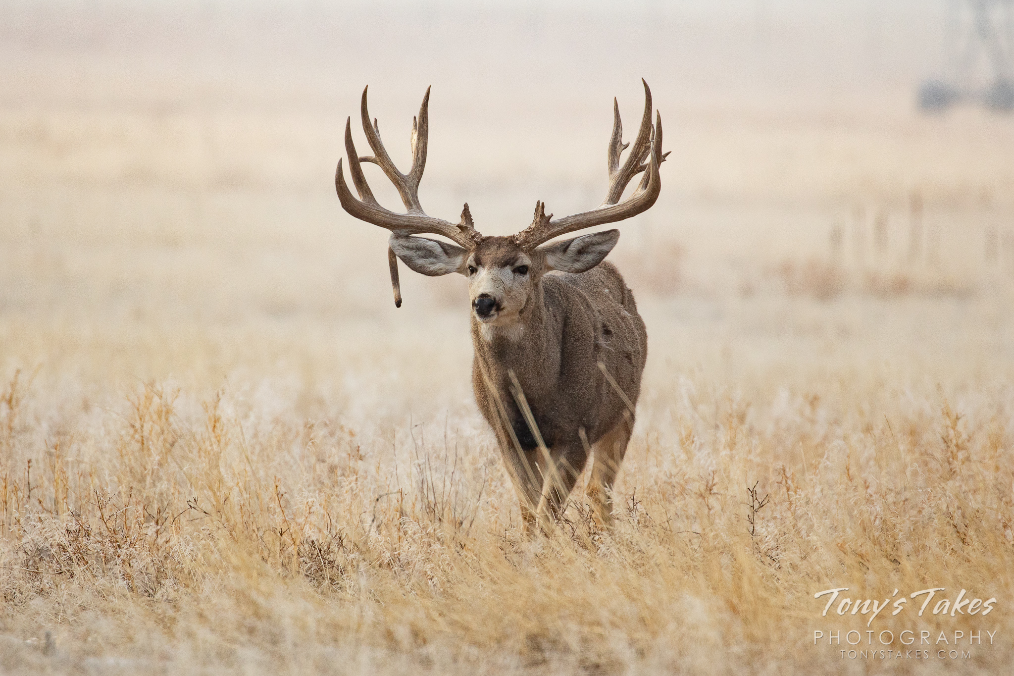 A mule deer buck with a massive rack on the Colorado plains. (© Tony’s Takes)
