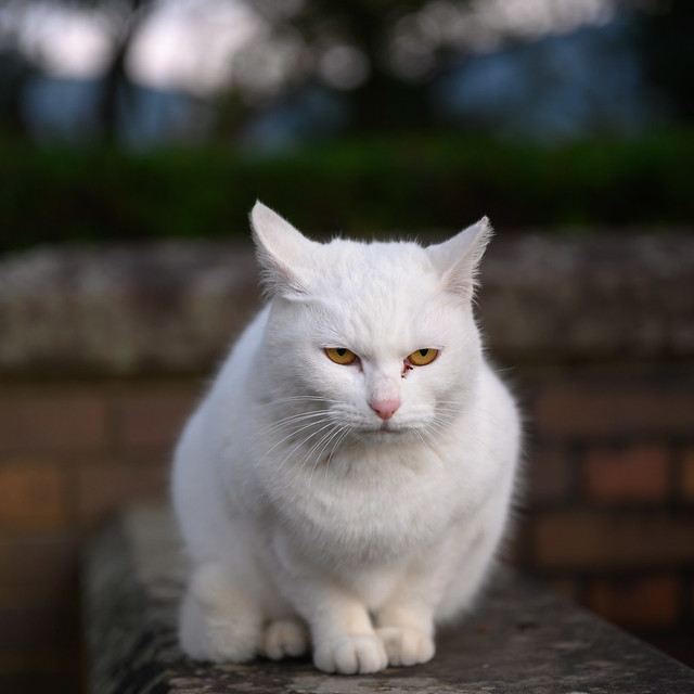 White Cat in The Park