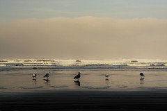 Five gulls