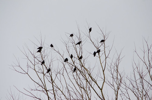 Small starling flock, Perton