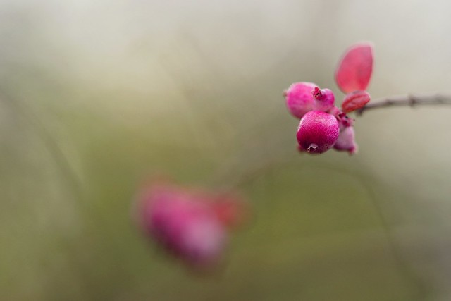 Pink shadows