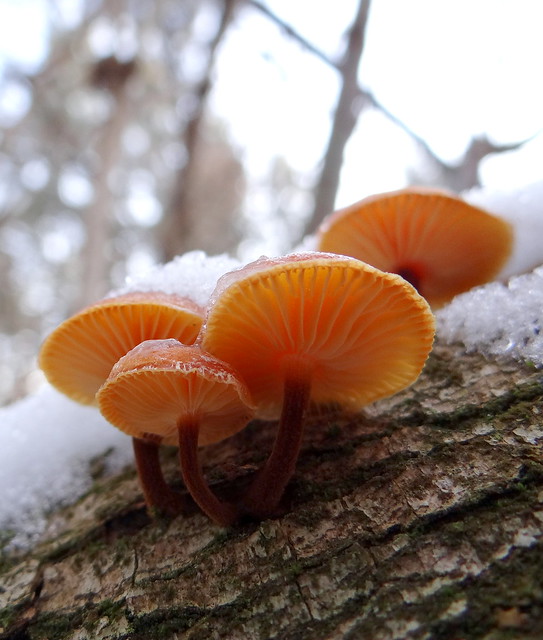 Mushrooms in the winter forest.