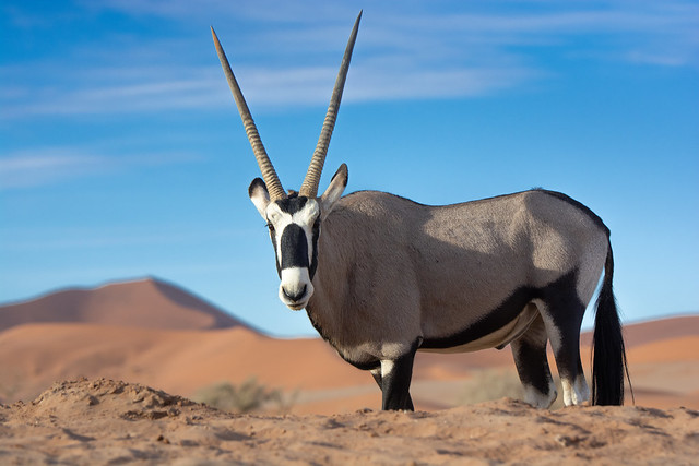 Oryx at the Dunes