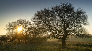 Two Young Oaks at Sunset